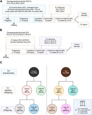 Development of a novel Guinea Pig model producing transgenerational endothelial transcriptional changes driven by maternal food restriction and a second metabolic insult of high fat diet